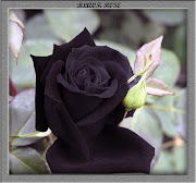 Black rose dragon (black rose )