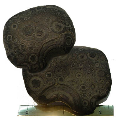 Orbicular Basalt found on Oregon's Central Coast