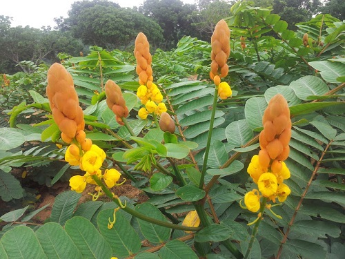 Daun Gelenggang ~ Kuasa Herba Mengubati Penyakit