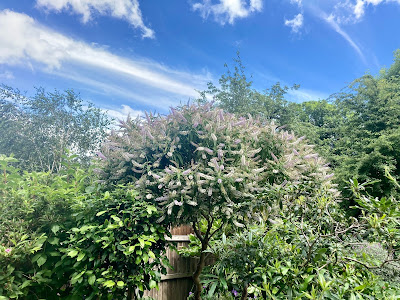 Hebe in full bloom with blue sky and whispy clouds in the background