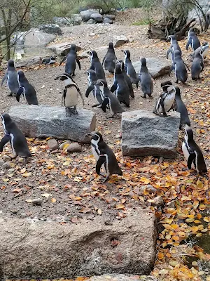 ヘラブルン動物園のペンギン