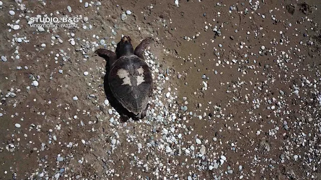 Νεκρή θαλάσσια χελώνα στην παραλία Πλάκας Δρεπάνου στην Αργολίδα (βίντεο drone)