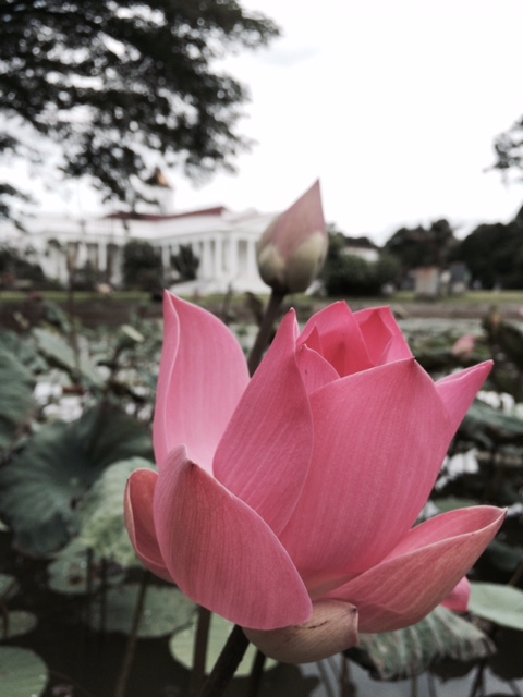 istana bogor, teratai istana bogor, teratai, kamera iphone 5s