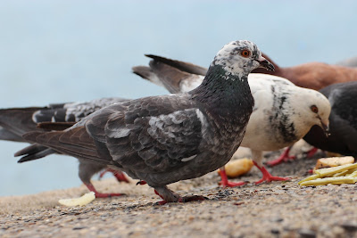 Stedsdo - Stadsduif - Columba livia domestica