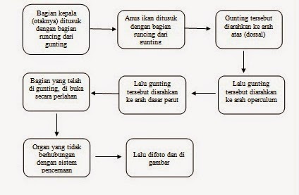 Laporan Ikhtiologi Sistem Pencernaan Ikan 