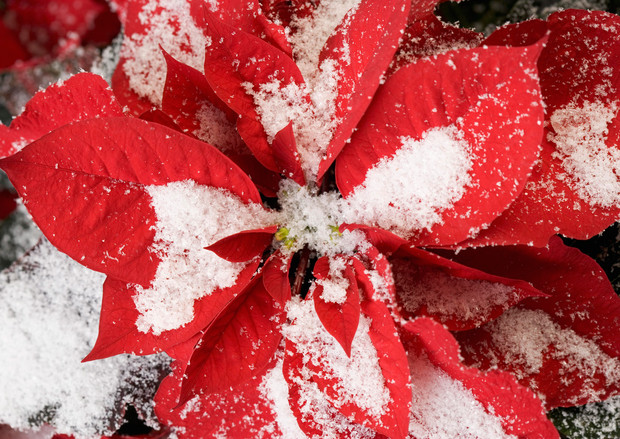 La historia de la nochebuena, una flor mexicana