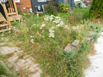 Toronto East York Front Garden Fall Cleanup Before by Paul Jung Gardening Services--a Toronto Organic Gardening Services Company