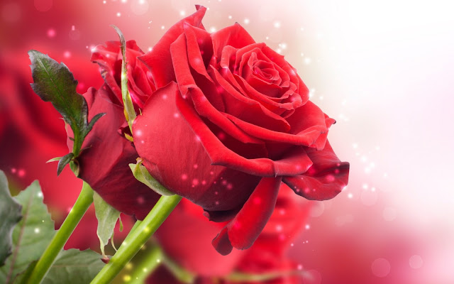 Flores Rojas imagenes hd de flores con frases