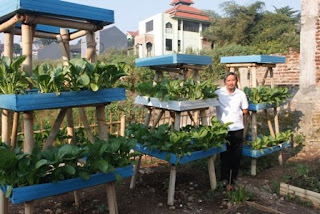 Berkebun yuuk Berkebun Sayur di Halaman