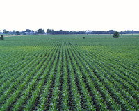 Corn fields, southeastern South Dakota. (Credit: geosouthdakota.blogspot.com/) Click to enlarge.