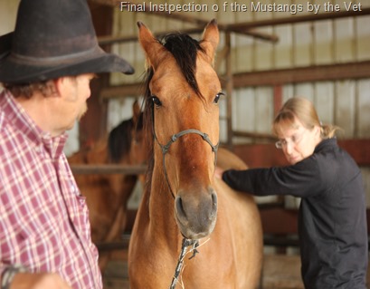 Dave Herring mustang ride, day prep 1  (7)