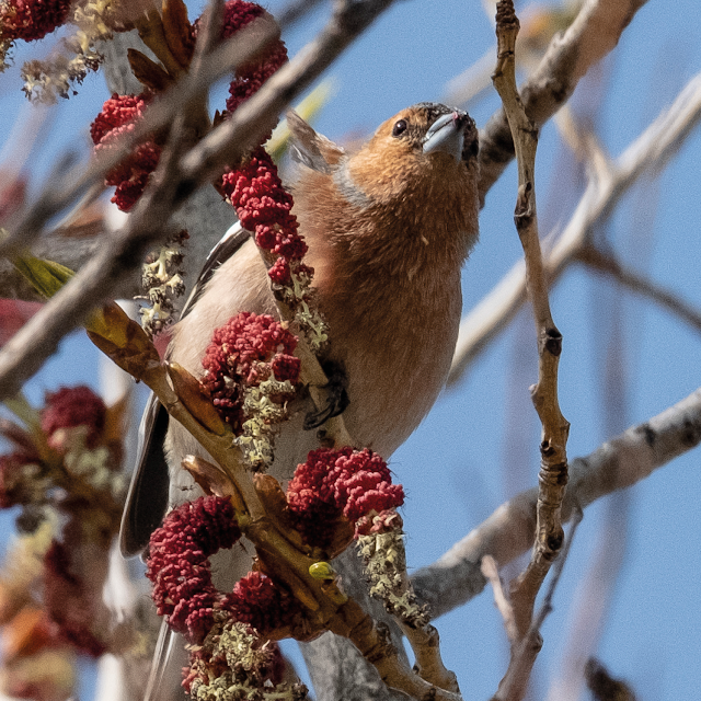 Chaffinch © Chris Zintzen | panAm productions