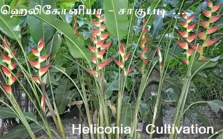 ஹெலிகோனியா சாகுபடி - Heliconia - Cultivation and Crop protection.