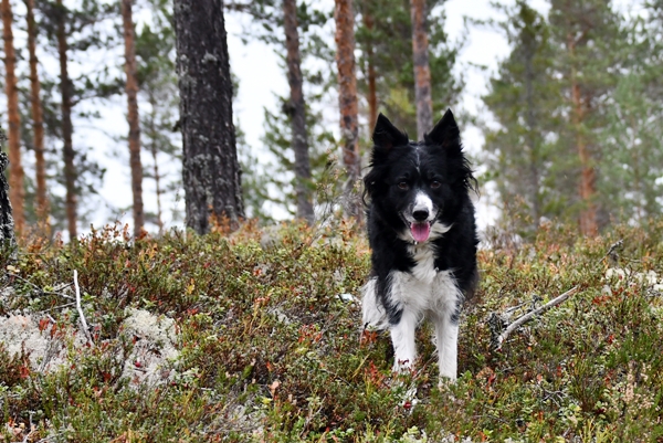 border collie stalla