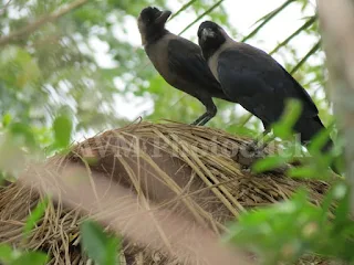 পাখির ছবি ফটো