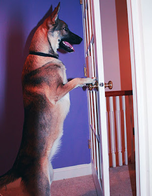 chien berger allemand à la porte de la maison