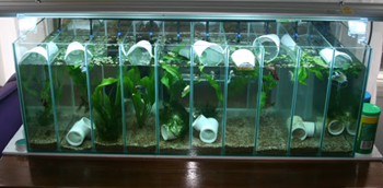 Model Akuarium Modern Untuk Ikan Cupang Hias Dunia Akuarium