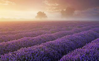 Lavender fields of Provence