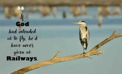 Inspirational Bird Quotes