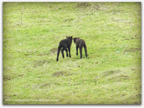 black lambs, Butser Ancient Farm