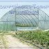 Serba-Serbi GreenHouse