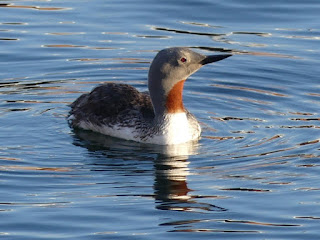 Plongeon catmarin - Gavia stellata