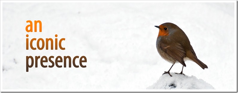 an iconic presence robin in winter