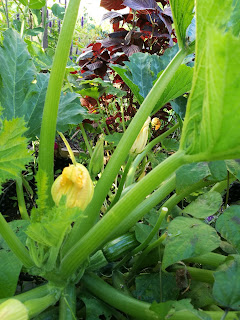 kesäkurpitsa zucchini zuboda