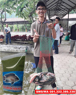 Umpan Pelet Serbuk Yang Cocok Untuk Ikan Nila