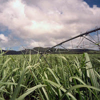 Cultivo de caña de azúcar