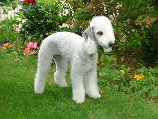 Bedlington Terrier - Rothbury Terrier | Rodbery Terrier