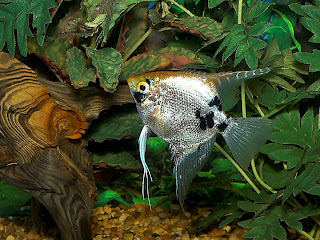 angel fish