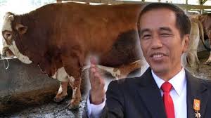 Presiden Jokowi Beli Sapi Kurban Seharga Rp85 Juta Dari Peternak Polewali Mandar Sulawesi Barat