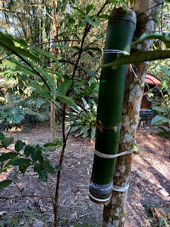 Bienenstock im Bambusrohr