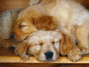 cute dog names . cute dogs . cute dog names for girls . cute dog pictures . (sleepy puppys cute dogs background)