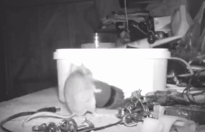 72-Year-Old Man Caught A Mouse Cleaning His Shed On A Trail Camera