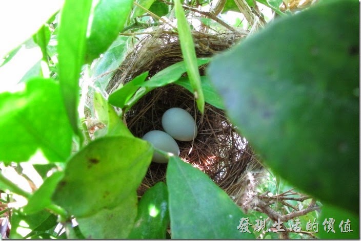 綠袖眼兩顆蛋
