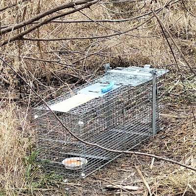 緑ヶ丘公園の捕獲ワナ