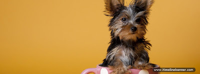 Cute Dog - Puppy in a Cup Facebook Timeline Cover