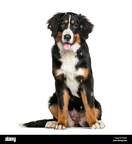 Bernese Mountain Dog