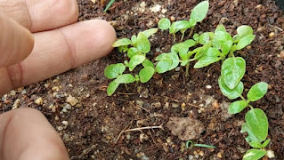 tulsi seeds