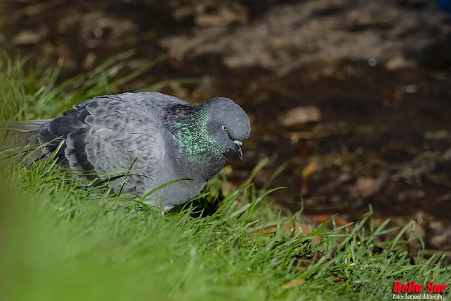 La hermosa instalación es unos de los atractivos turísticos dentro del entorno urbano en el paisaje fluvial Valdiviano.