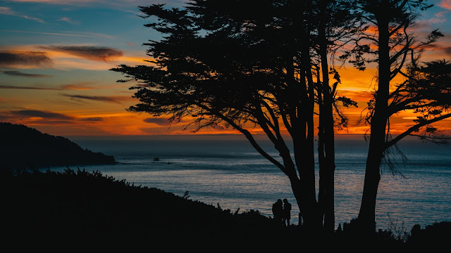 silhouettes_sunset_tree_sea_120134_3840x2160