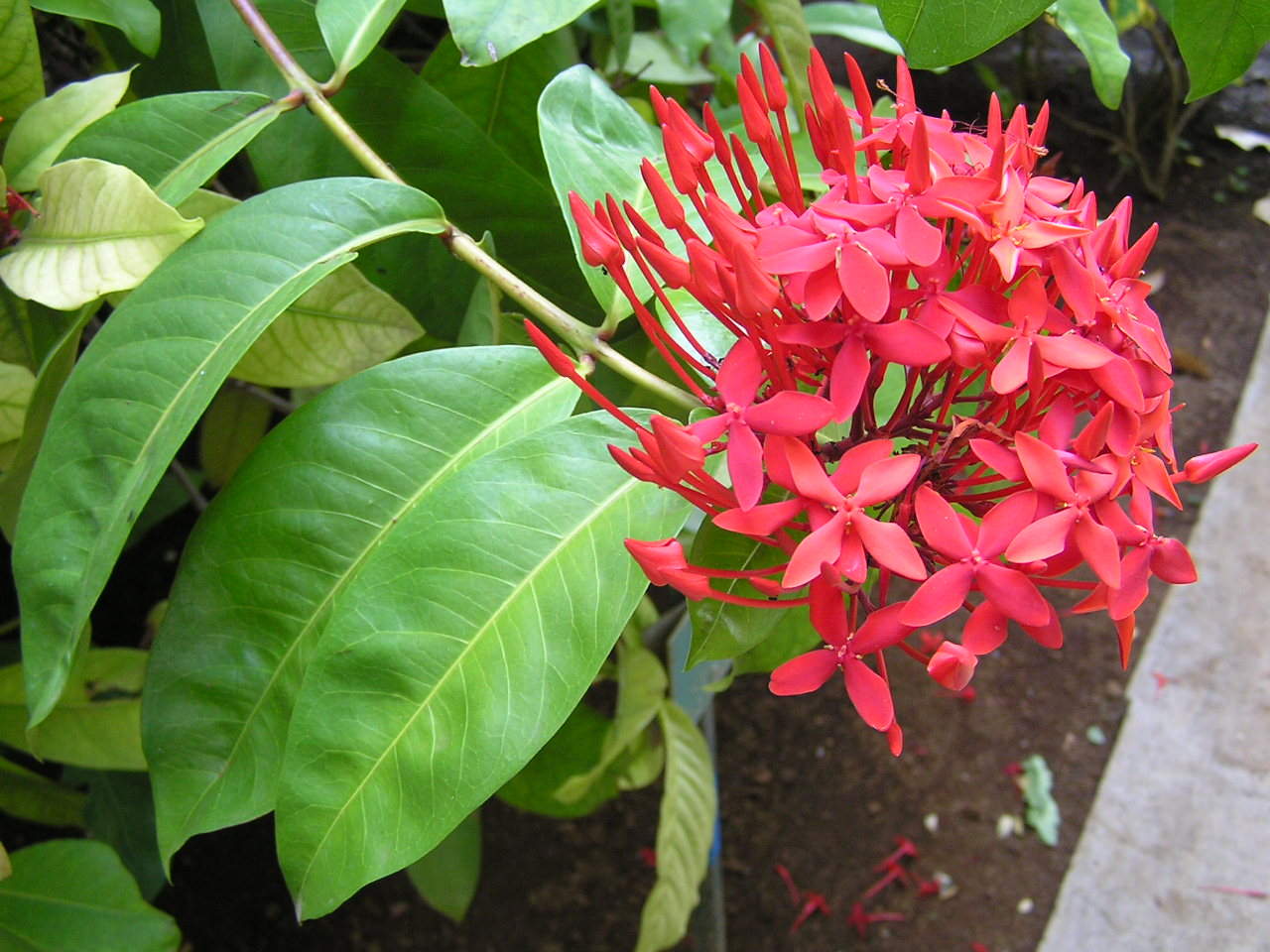 V THUNDER 987 IXORA SP BUNGA  SOKA  