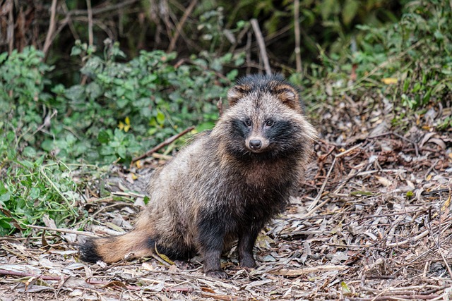 What is a raccoon dog