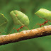 Liderança sobre si mesmo: aprendendo com formigas