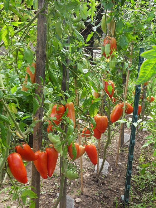 Mon Potager Tanam-Menaman Sayur-Sayuran. Circa 2010. Summer