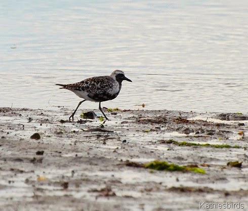 2. black-bellied plover-kab