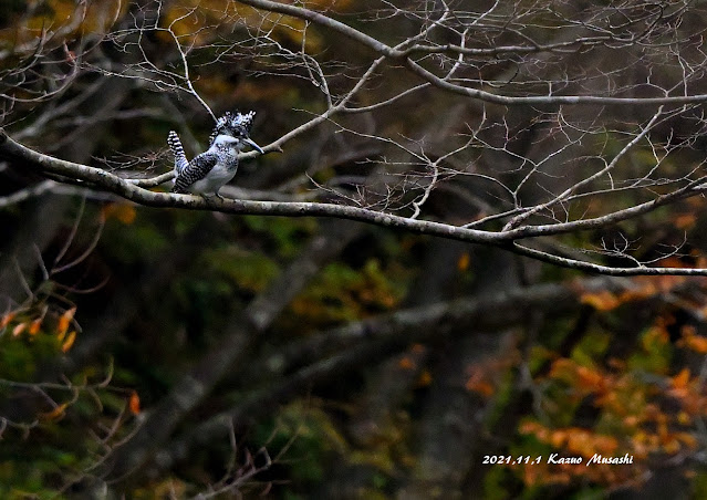 宮城の野鳥