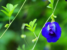 flower and vine, Blue Pea